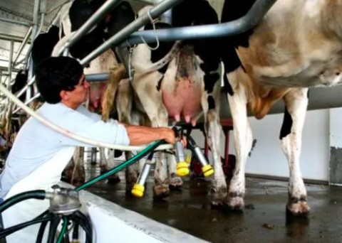 Caen los precios promedio en dólares de las exportaciones lácteas